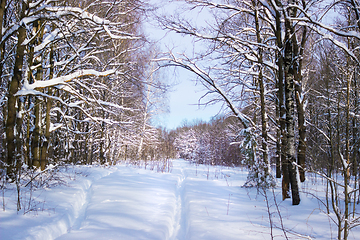 Image showing Trails in the woods in the snow period