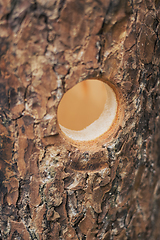 Image showing Predrilled holes in the birdhouse