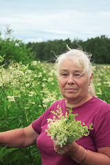 Image showing Woman picking flowers meadowsweet in meadows