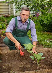 Image showing Gardener produces care for cabbage seedlings