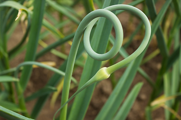 Image showing Curved beautiful arrows garlic
