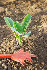 Image showing Young cabbage and garden tool