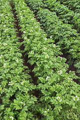 Image showing Flowering potato in a small field the summer season