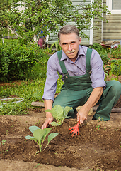 Image showing Elderly gardener spud cabbage seedlings