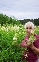 Image showing Woman in summer picking flowers  meadowsweet