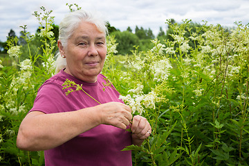 Image showing Woman picking flowers meadowsweet in meadows