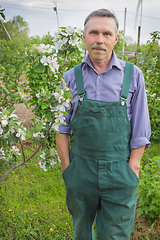 Image showing Elderly gardener and the flowering apple trees