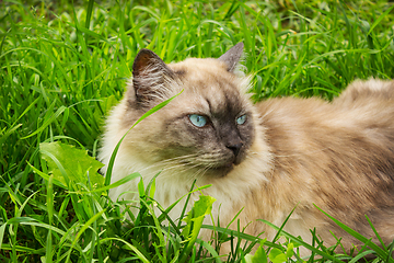 Image showing Cat with blue eyes lies in grass