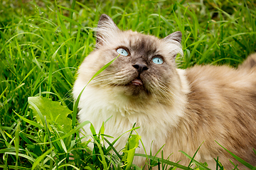 Image showing Cat is in the thick green grass