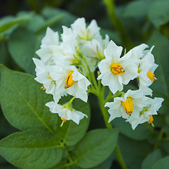 Image showing Beautiful white flower of potato