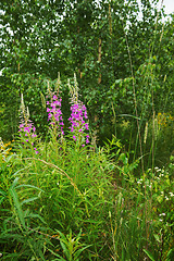 Image showing Blooming fireweed in a forest glade