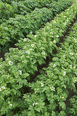 Image showing Flowering potato in a small field