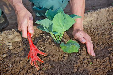 Image showing Hilling cabbage seedlings  in the spring