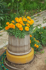 Image showing Flowers blossomed, planted in an old wooden barrel