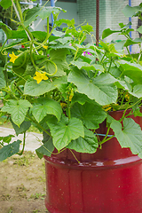 Image showing Blossomed a cucumber, in an old barrel