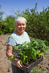 Image showing Female senior gardener posing seedlings tomato