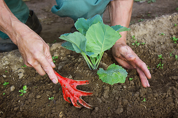 Image showing Hilling cabbage seedlings in the garden
