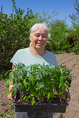 Image showing Female senior posing seedlings tomato