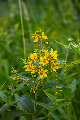 Image showing Lysimachia vulgaris