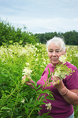 Image showing Woman in the summer picking flowers  meadowsweet