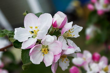 Image showing Pink flowers apple