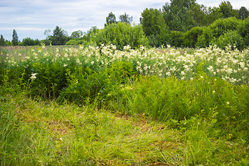 Image showing Thickets of meadowsweet