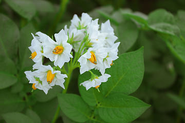 Image showing Beautiful white flower of potato on background of foliag