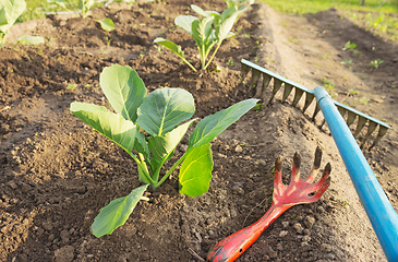 Image showing Young cabbage and garden tools