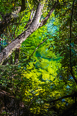 Image showing River in Abel Tasman National Park, New Zealand