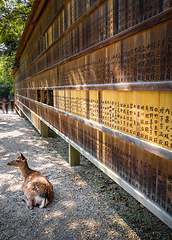 Image showing Deer in front of Wooden tablets, Nara, Japan