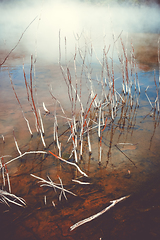 Image showing wood branches in Rotorua hot springs, New Zealand