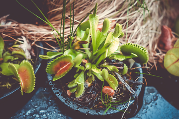 Image showing Venus flytrap, carnivorous plant