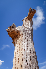 Image showing Dry giant cactus in the desert, Argentina