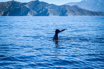 Image showing Whale in Kaikoura bay, New Zealand