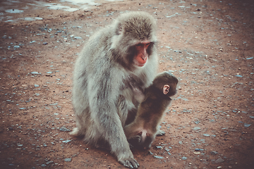 Image showing Japanese macaque and baby, Iwatayama monkey park, Kyoto, Japan