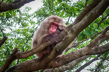 Image showing Japanese macaque on a tree, Iwatayama monkey park, Kyoto, Japan