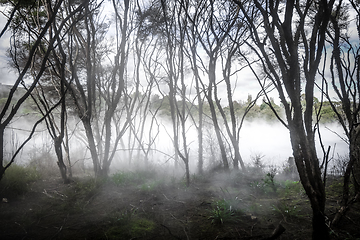 Image showing Misty lake and forest in Rotorua, New Zealand