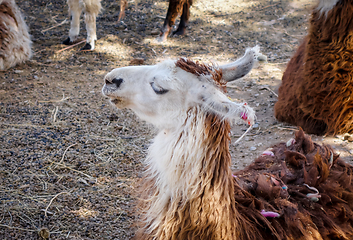 Image showing Lamas in a farm