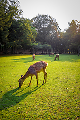 Image showing Sika deers in Nara Park, Japan