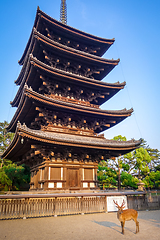 Image showing Deer in front of kofuku-ji temple pagoda, Nara, Japan