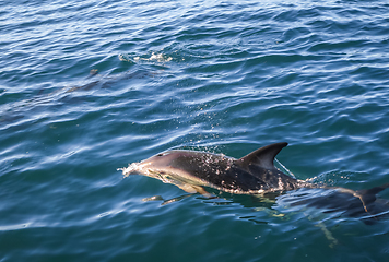 Image showing dolphin in Kaikoura bay, New Zealand