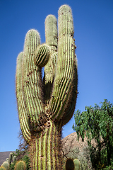 Image showing giant cactus in the desert, Argentina