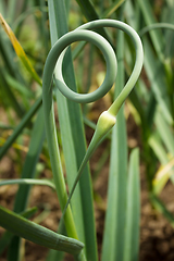 Image showing Curved arrows garlic