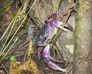 Image showing Large land crab in the jungle. Night Scene