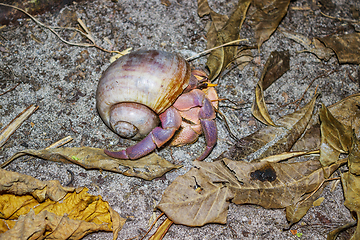 Image showing Hermit crab in the jungle. Night Scene