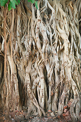 Image showing Roots of ficus giant, it found South-East Asia