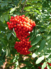 Image showing Rowan cluster