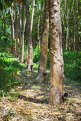 Image showing Rubber tree natural latex extraction. Hevea plants in Thailand