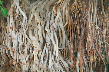 Image showing Roots of ficus giant, found South-East Asia