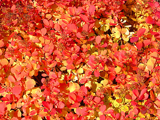 Image showing Red leaves background